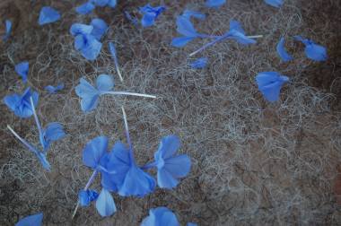 blue flowers and hairy chest