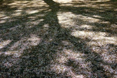 4-24 c cherry blossom petals