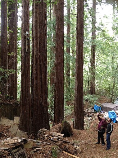 1-15 o-yana andy redwoods