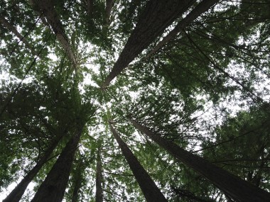 1-15 p-redwood circle