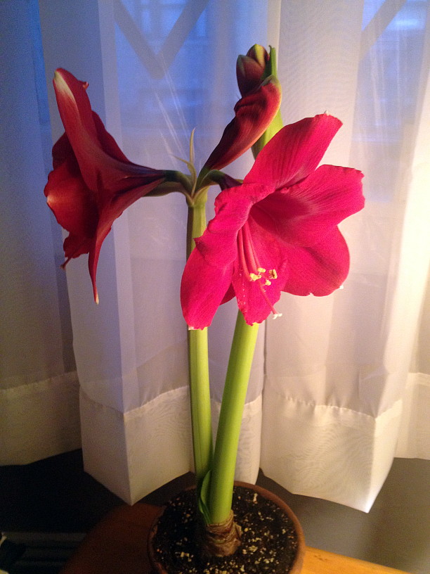 my amaryllis is busting out all over....