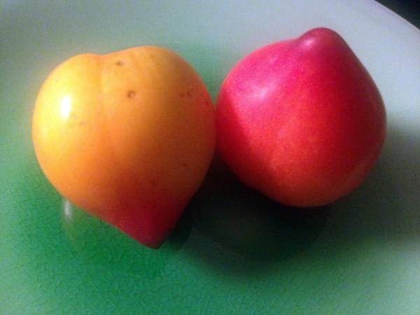 from Whole Foods -- genuine genetically modified food! a pluot is a plum crossed with an apricot. cute and tart if disturbing as a concept