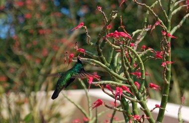 2-3 hummingbird