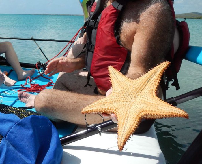 and a giant starfish!