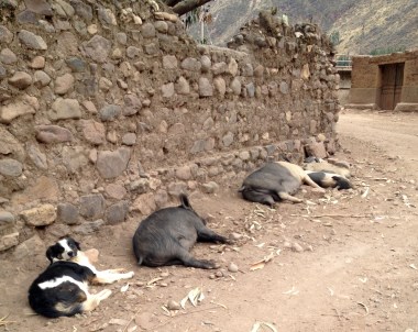 the outskirts of Pisac are pretty rustic -- wild pigs feast on scraps along the river, protected by their friendly guard dog