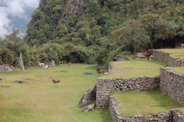 10-2 llamas grazing closeup