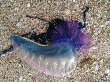 Portuguese man o' war