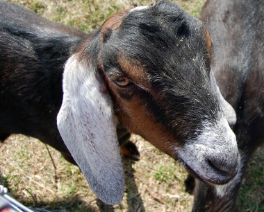4-25 goat closeup