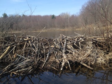 4-27 beaver dam