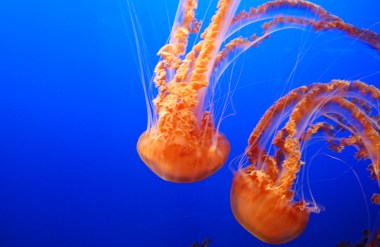 6-7 black sea nettle best