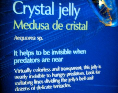 6-7 crystal jelly writeup
