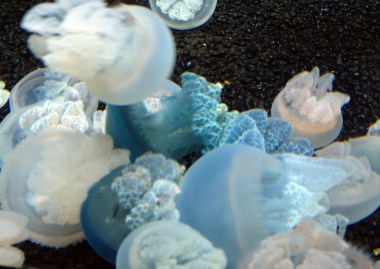 6-8 horizontal pile o jellywish