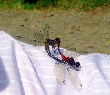 dragonflies inspired by gay nuptials