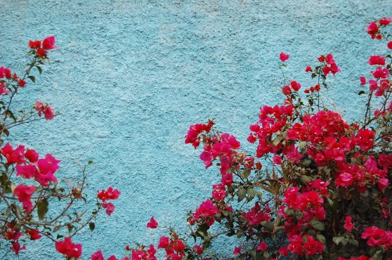 2-3 blue wall red bourgainvillea