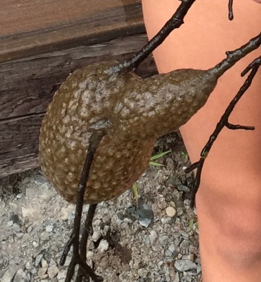 mysterious underwater glop