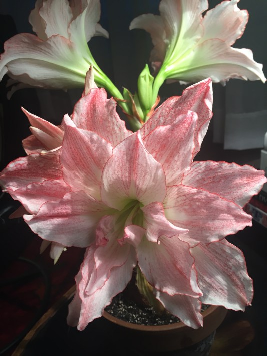 1-1 full fowering amaryllis