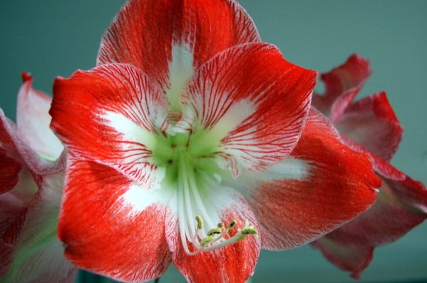 2-21 red and white amaryll