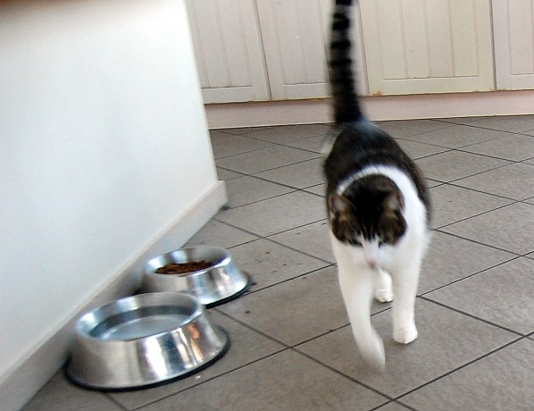 2-27 pharoah on the run