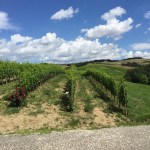 6-13 tuscan vineyard
