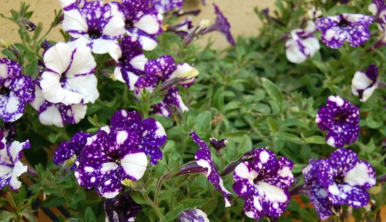 6-14 purple petunias 2