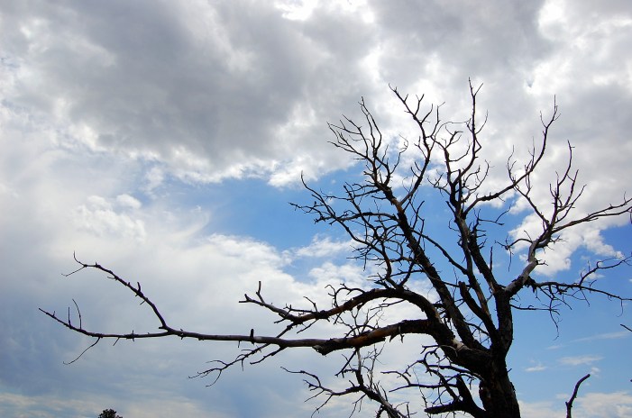 8-2 dead tree silhouette
