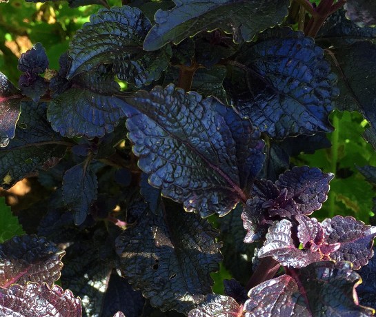 9-11-deep-purple-leaves