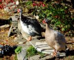 10-28 two guinea&nbsp;fowl