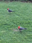 2-9 red-crested cardinals