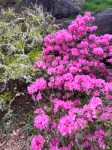 4-29 rhododendra