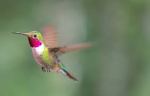 hummingbird